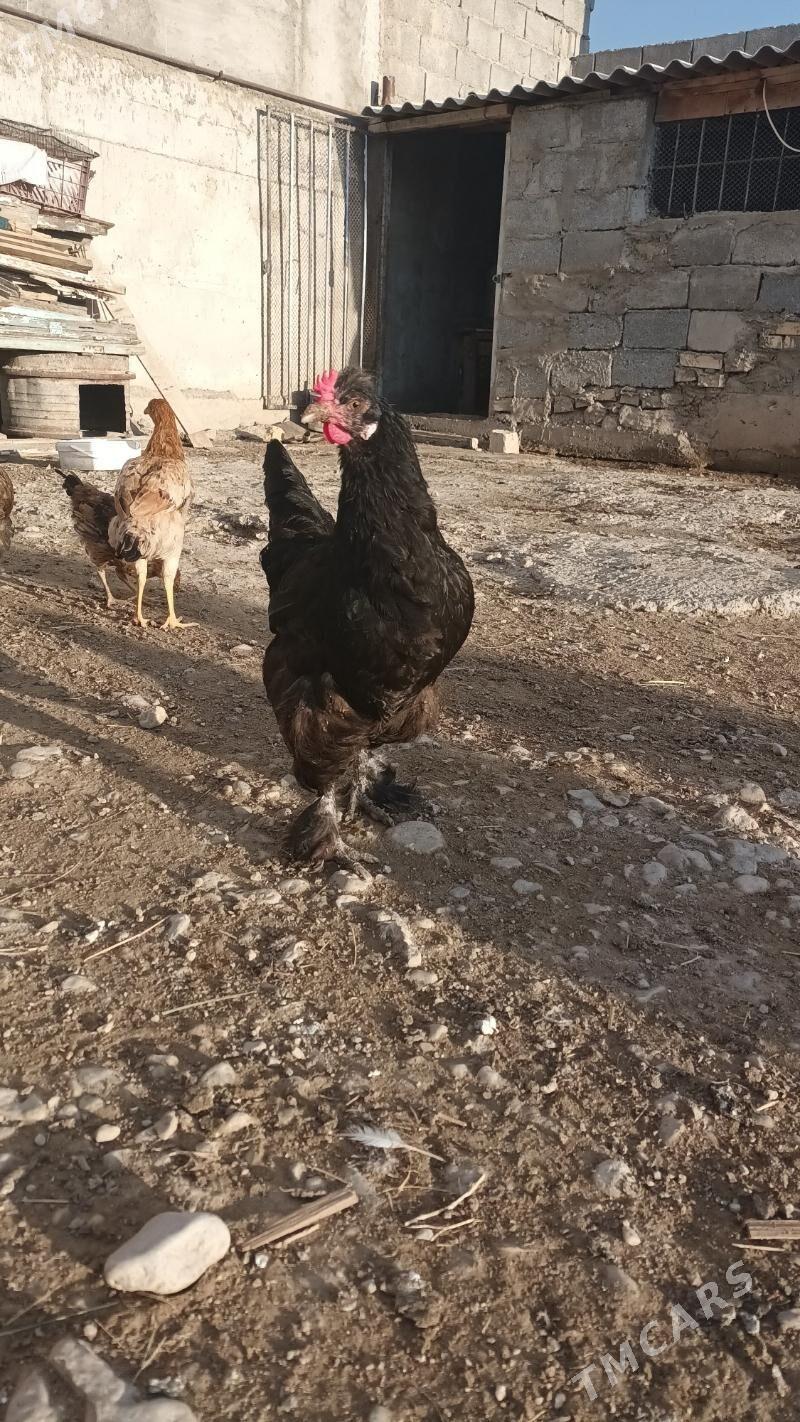 Gara towuk - Balkanabat - img 3