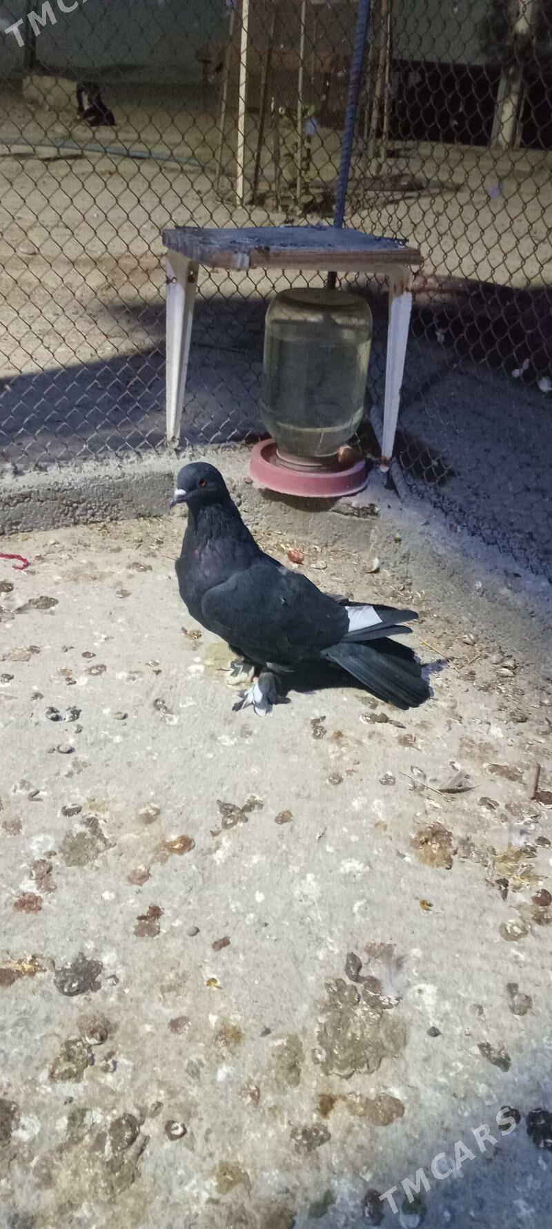 kepderi кепдери голуб - Büzmeýin - img 2