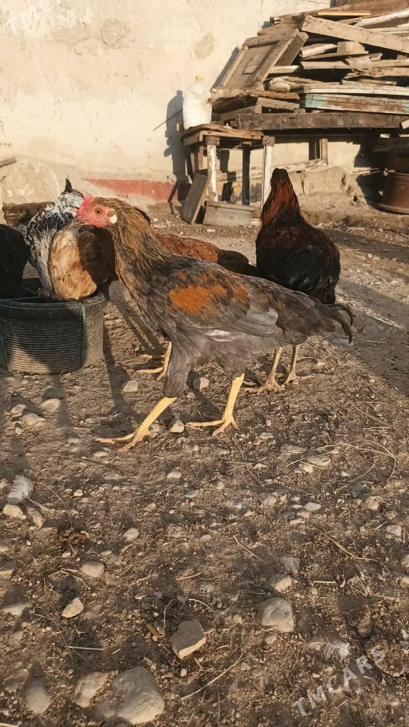 horaz juyje - Balkanabat - img 2