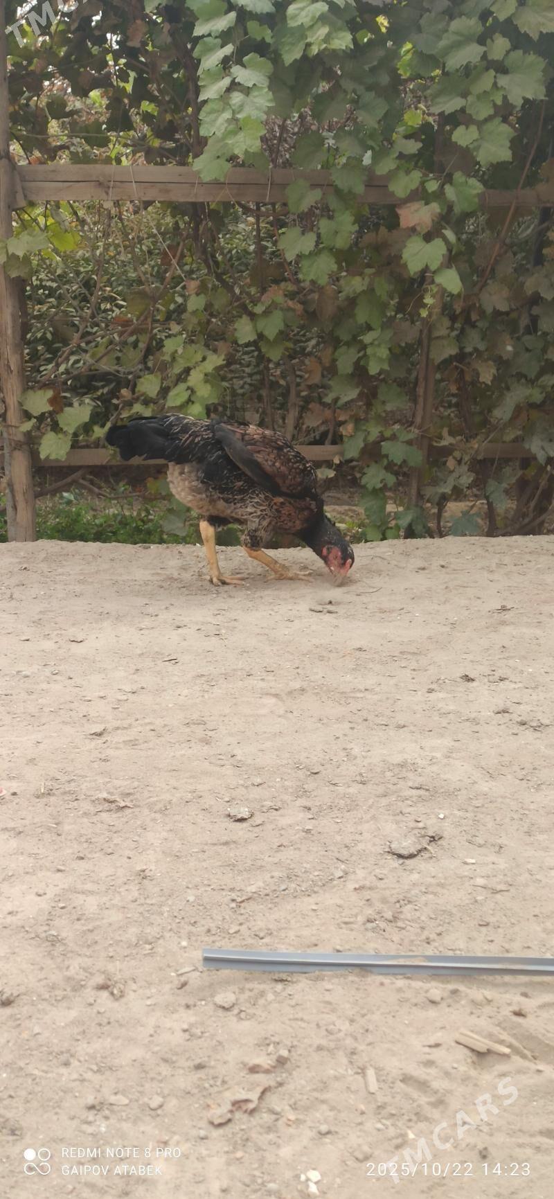 horoz - Дашогуз - img 2