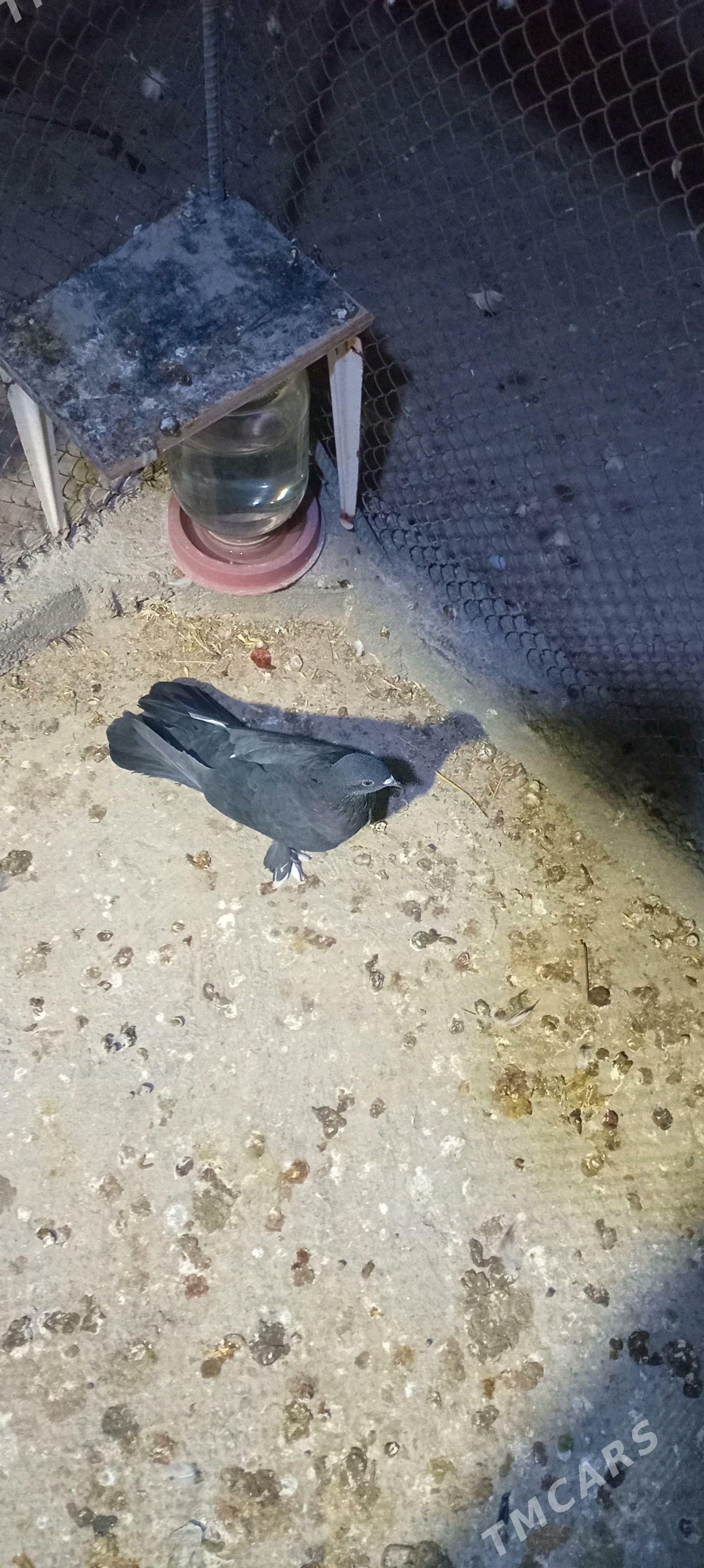 kepderi кепдери голуб - Büzmeýin - img 3