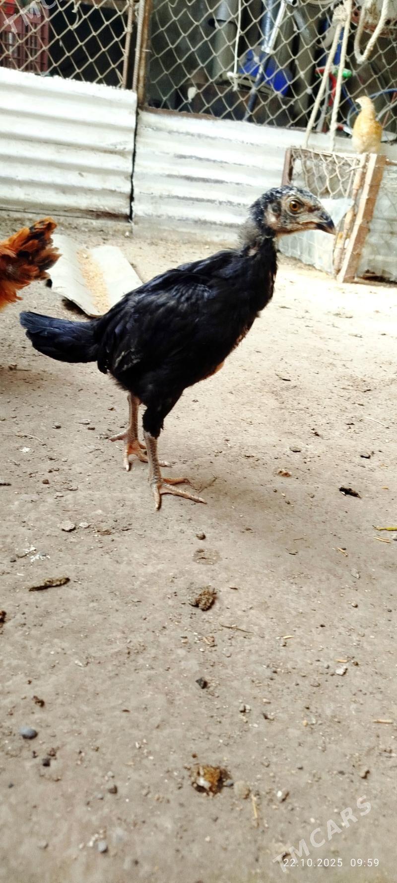 Taskent juyjeler - Aşgabat - img 1