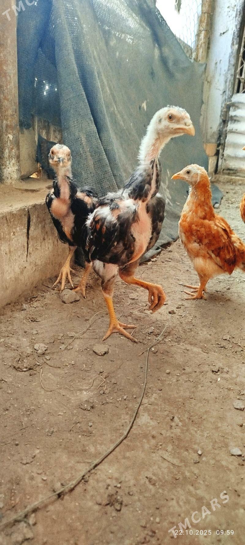 Taskent juyjeler - Ашхабад - img 2