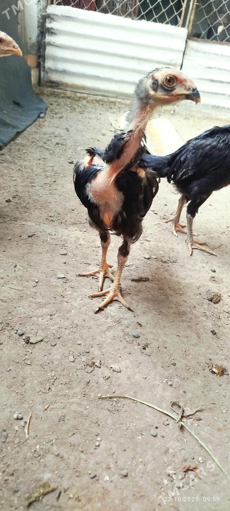 Taskent juyjeler - Ашхабад - img 3