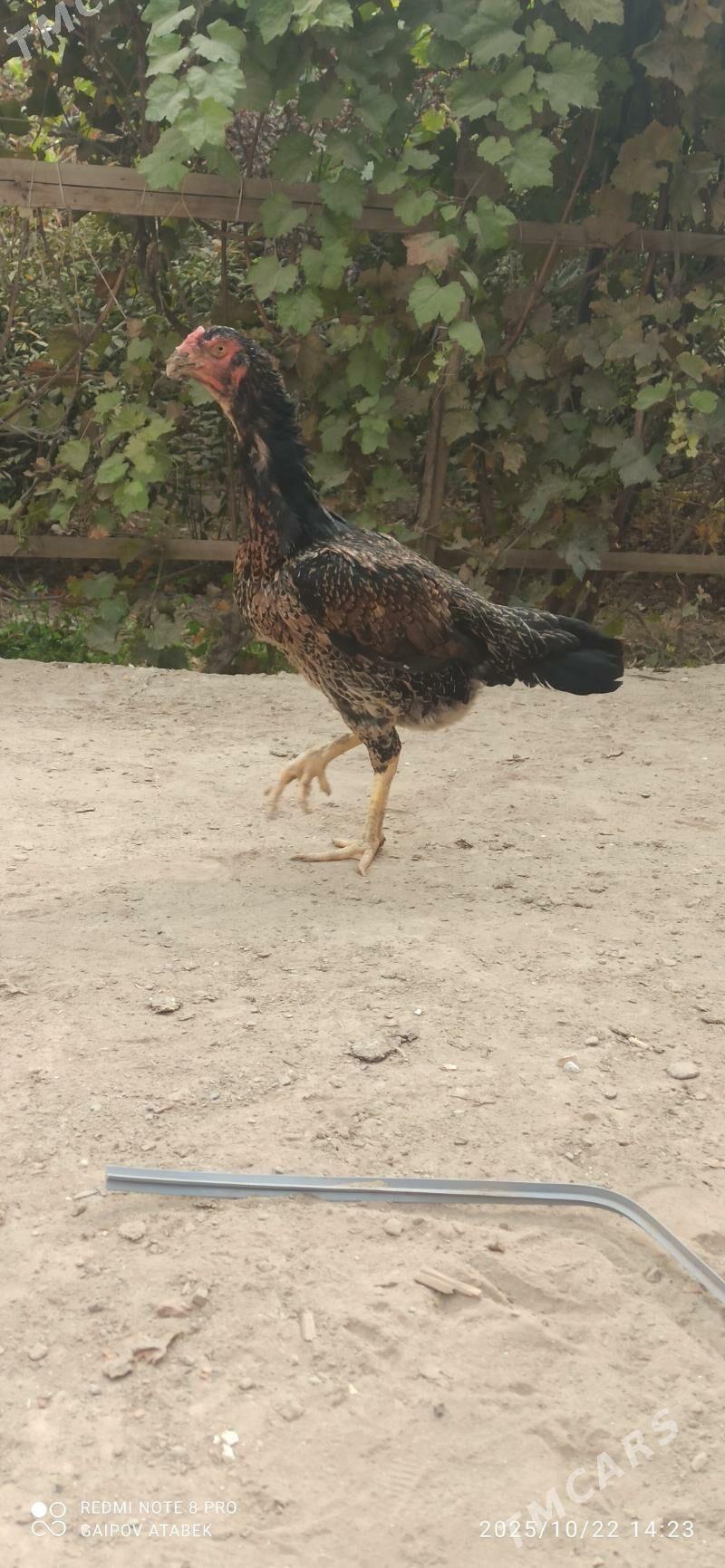 horoz - Дашогуз - img 3