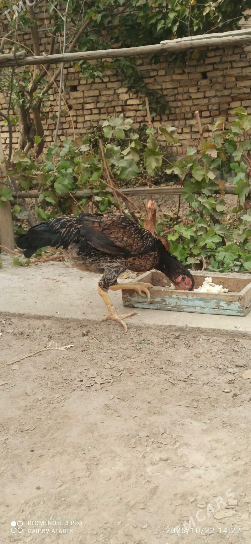 horoz - Дашогуз - img 5