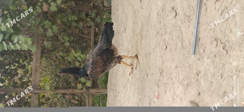 horoz - Дашогуз - img 4