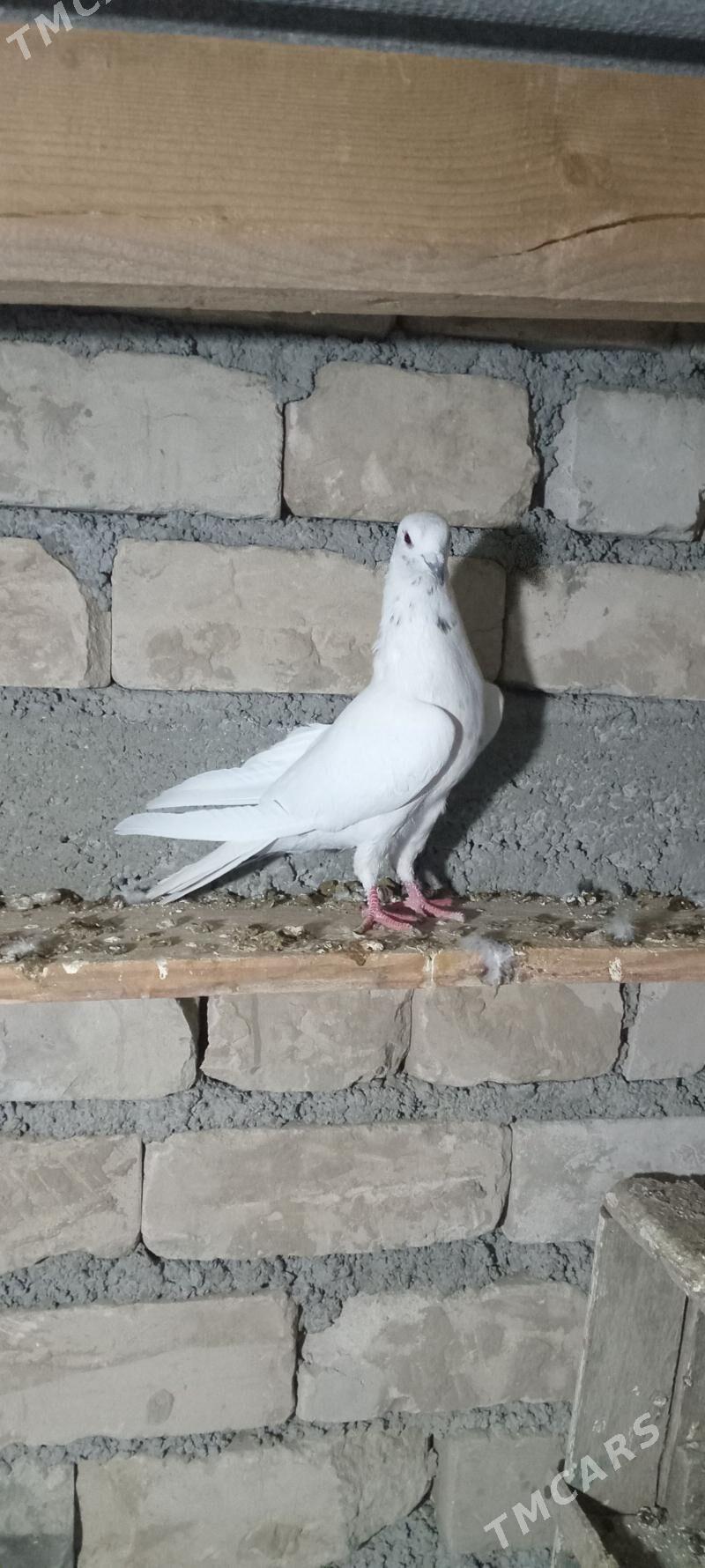 kepderi - Büzmeýin - img 2