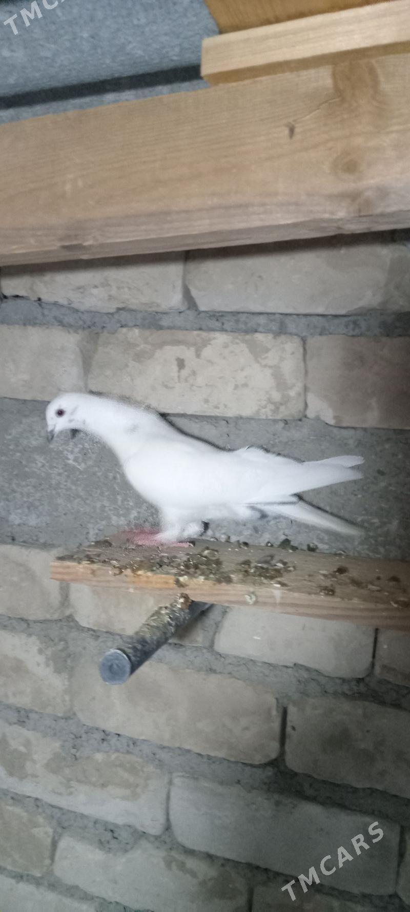 kepderi - Büzmeýin - img 3