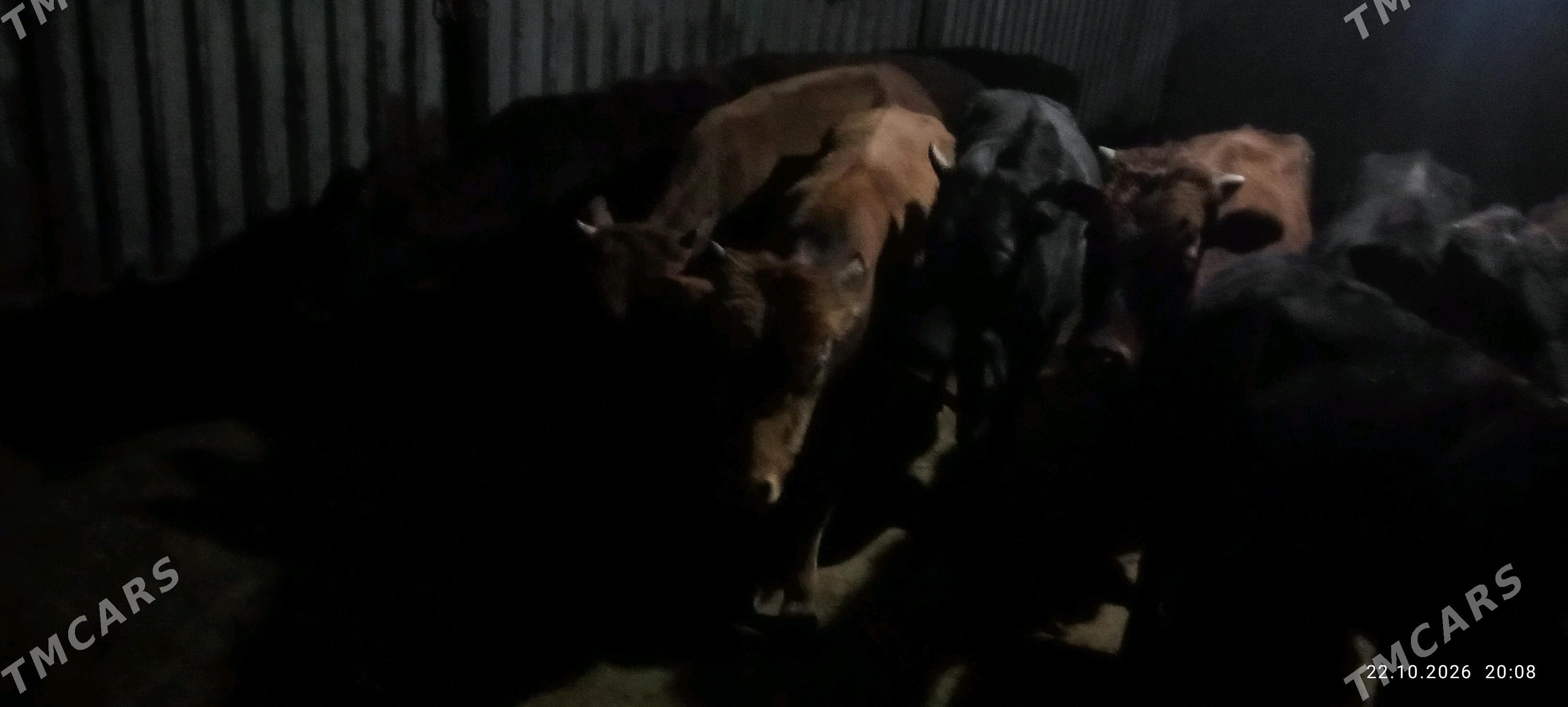 okuzler - Murgap - img 2