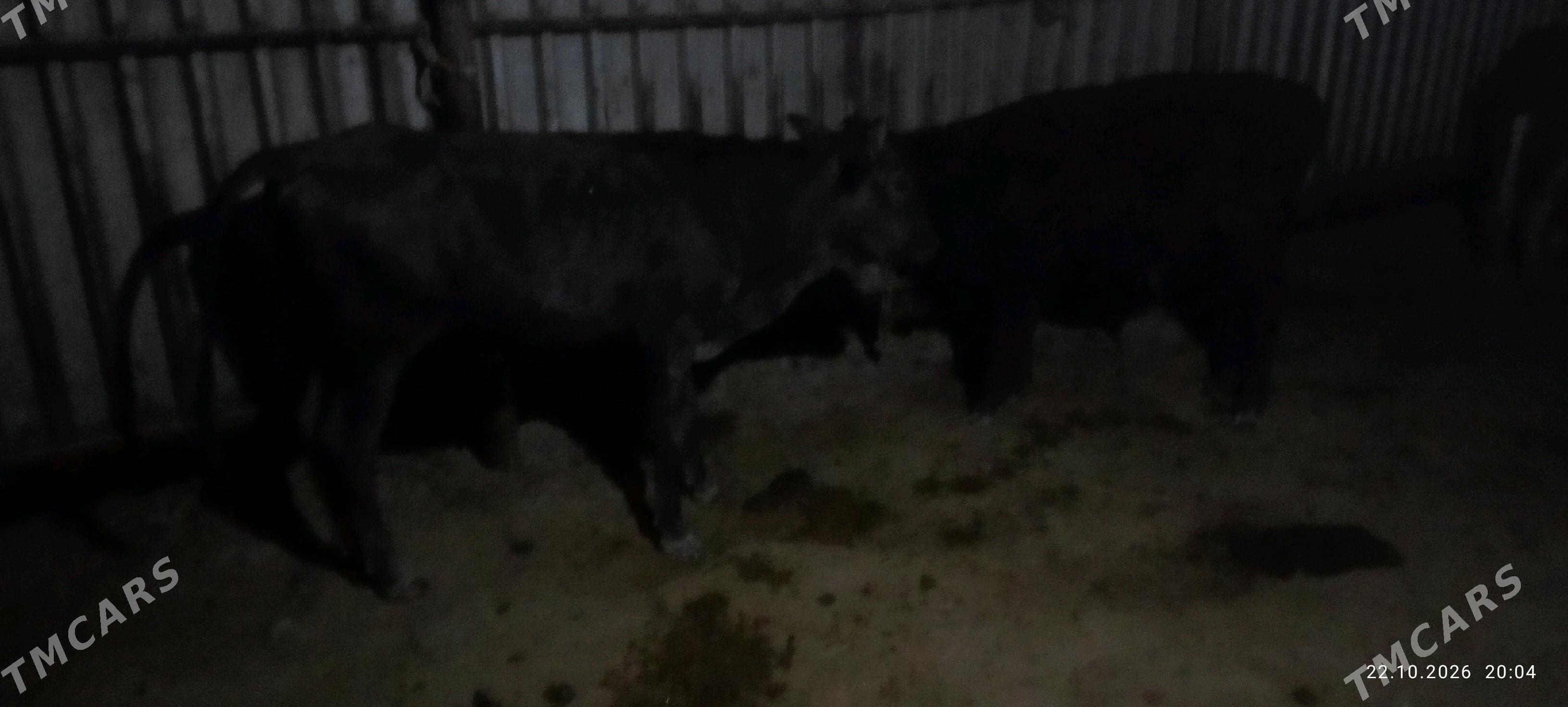 okuzler - Murgap - img 3