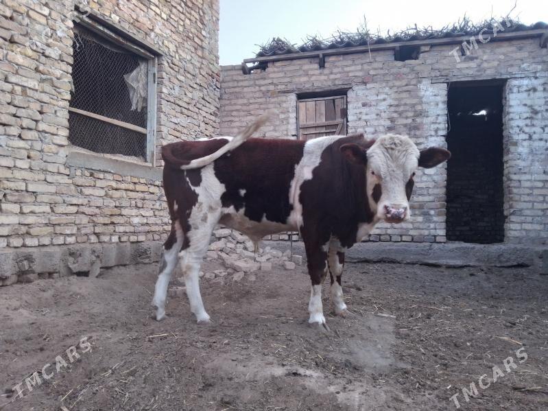 окуз - Чарджоу - img 3