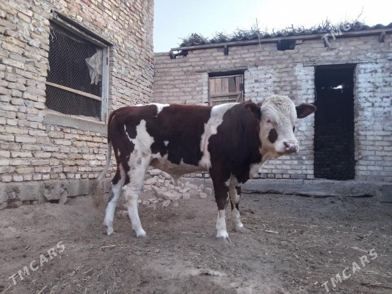 окуз - Чарджоу - img 2