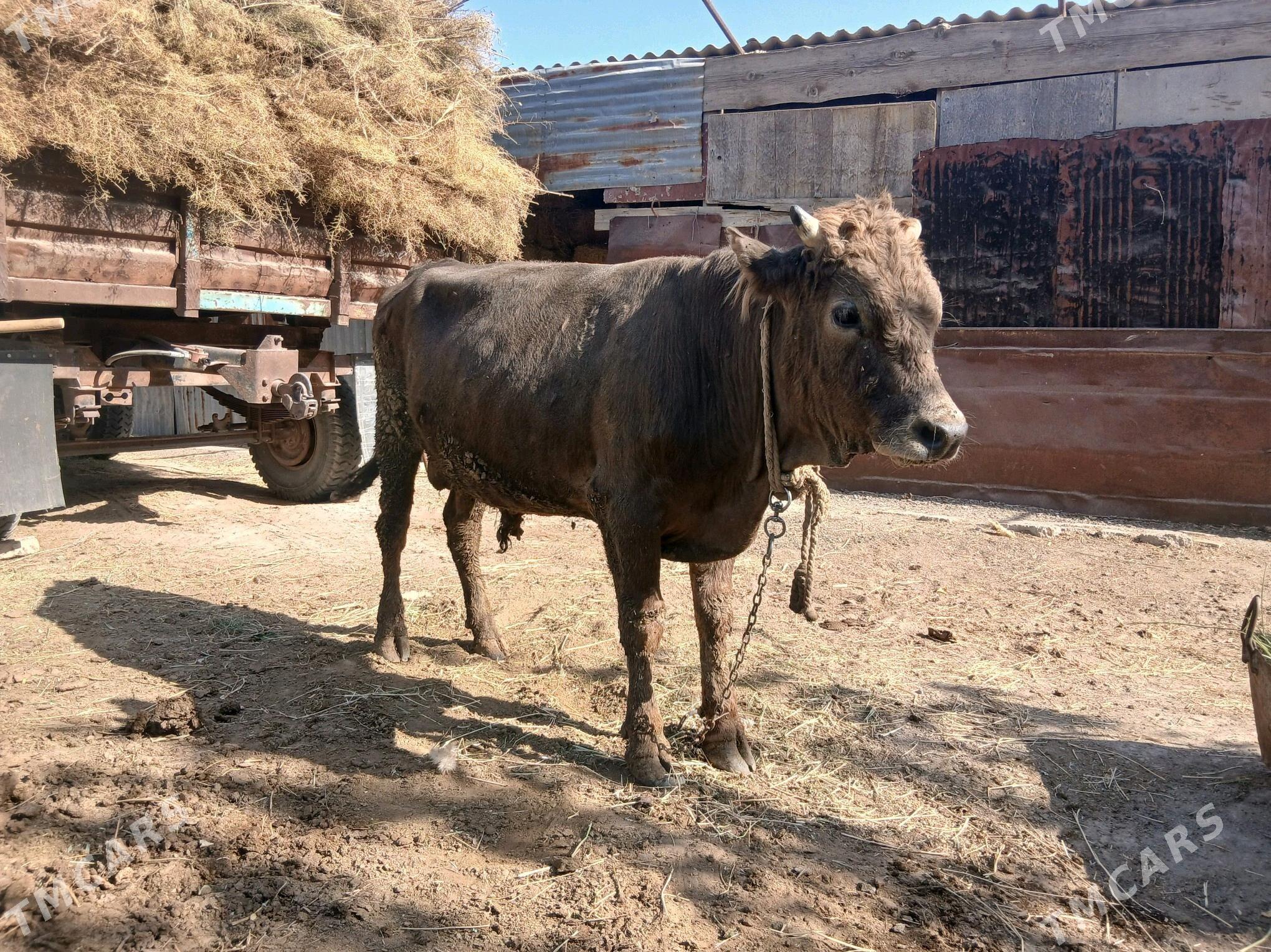 okuz - Анев - img 3