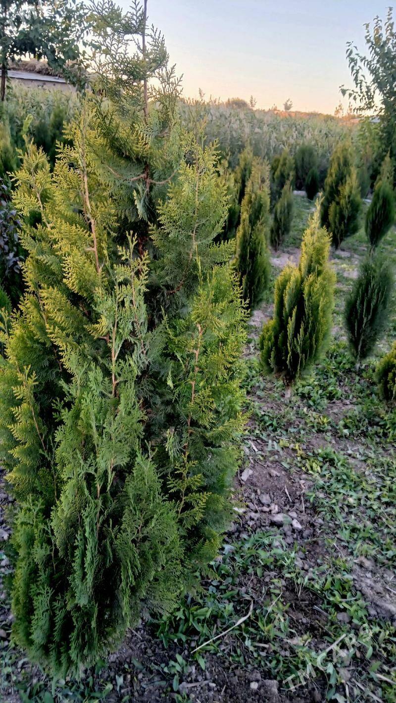 bag nahallar purli agaclar - Гороглы (Тагта) - img 2