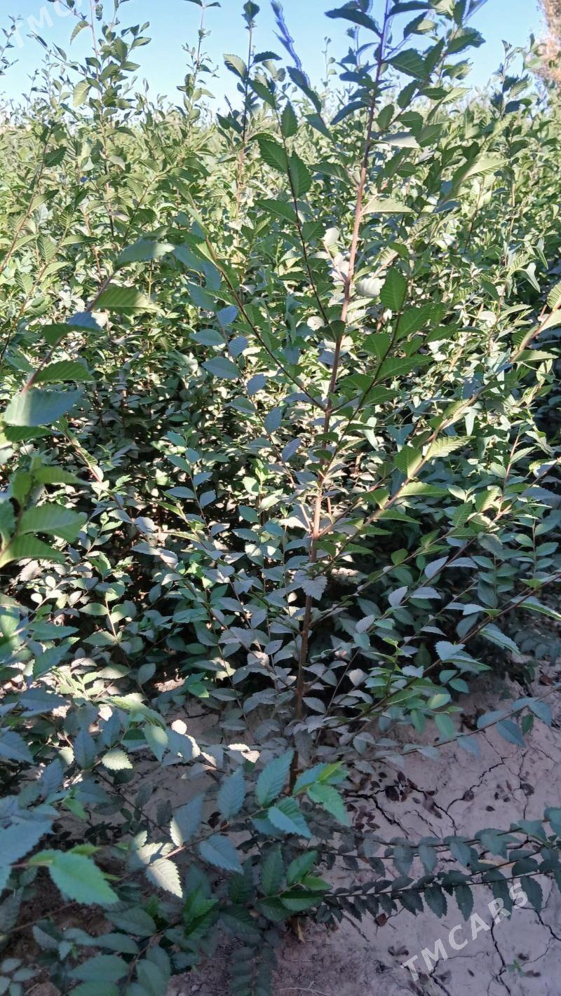 bag nahallar purli agaclar - Гороглы (Тагта) - img 3