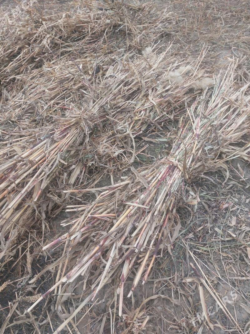 Mal oty - Türkmenbaşy etr. - img 3