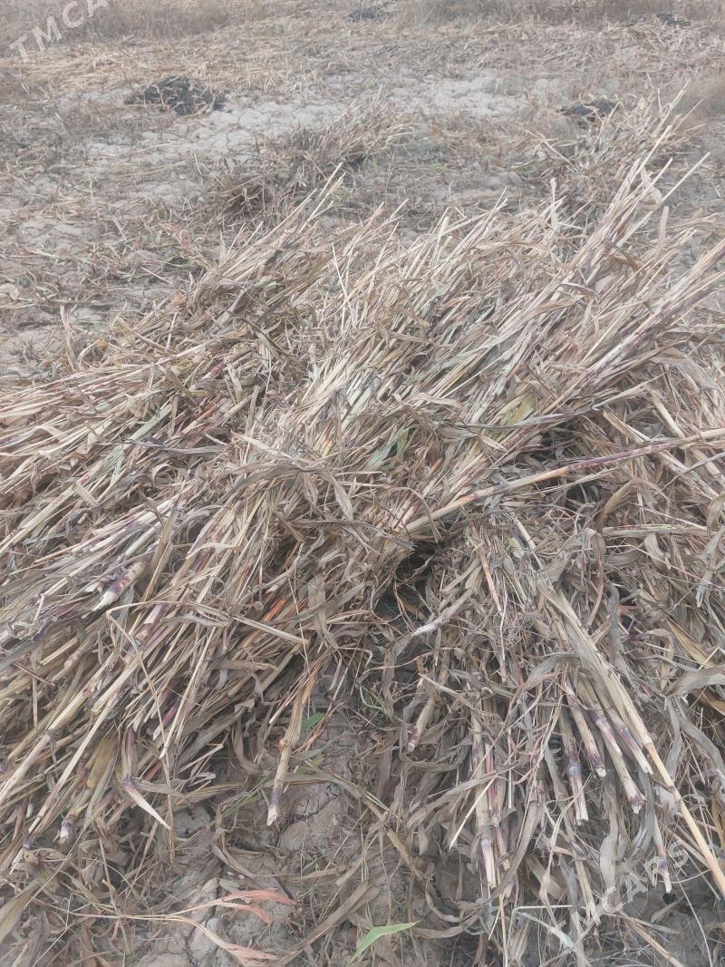 Mal oty - етр. Туркменбаши - img 1