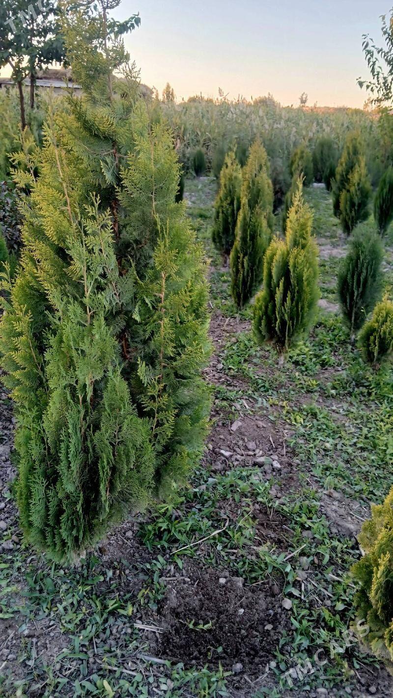 bag nahallar purli agaclar - Гороглы (Тагта) - img 7