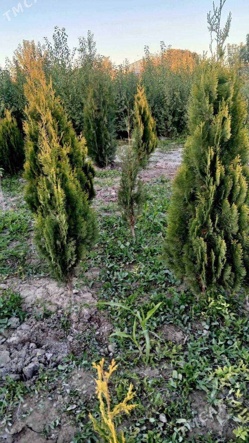 bag nahallar purli agaclar - Гороглы (Тагта) - img 5