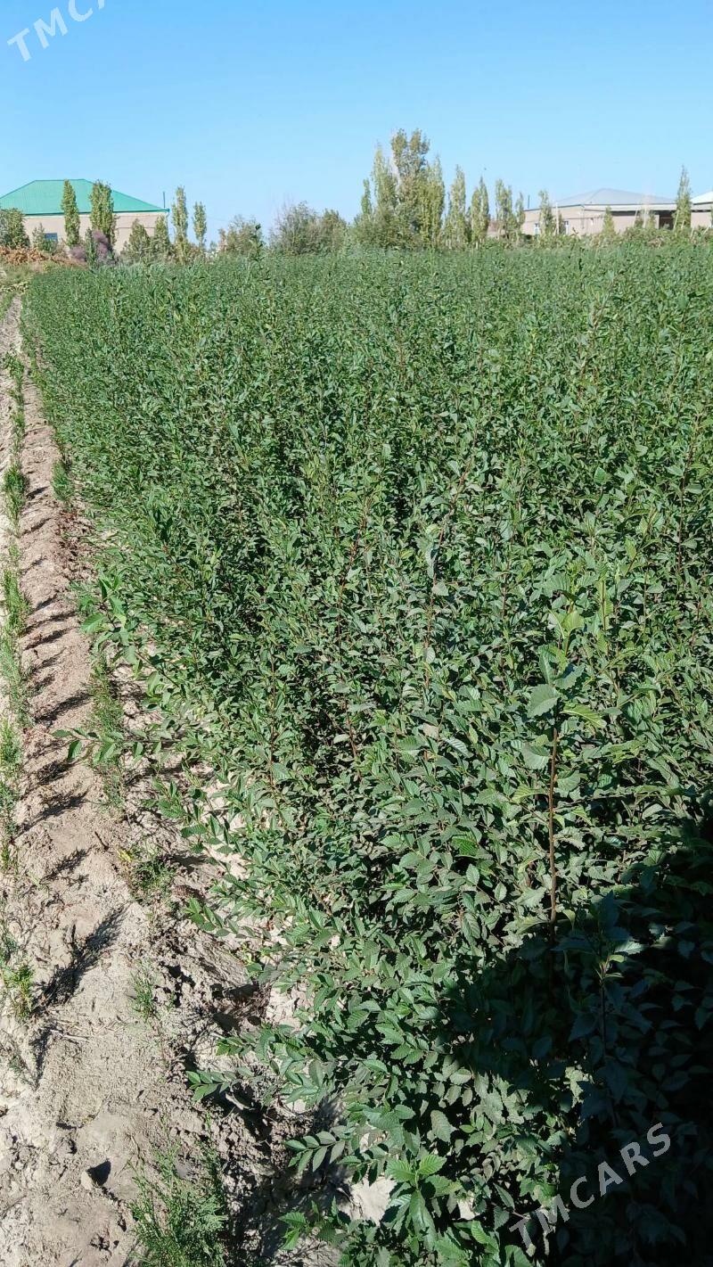 bag nahallar purli agaclar - Гороглы (Тагта) - img 4