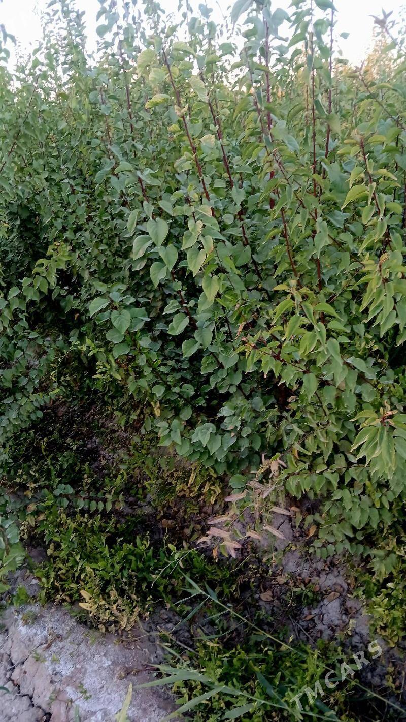 bag nahallar purli agaclar - Гороглы (Тагта) - img 6