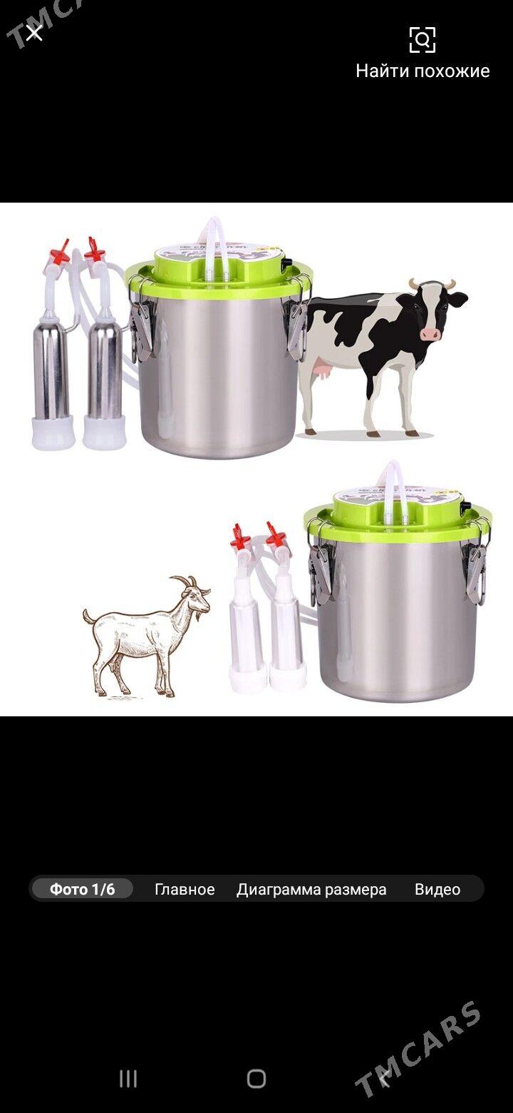 sygyr sagyan сыгыр сагян энжам - Туркменабат - img 3