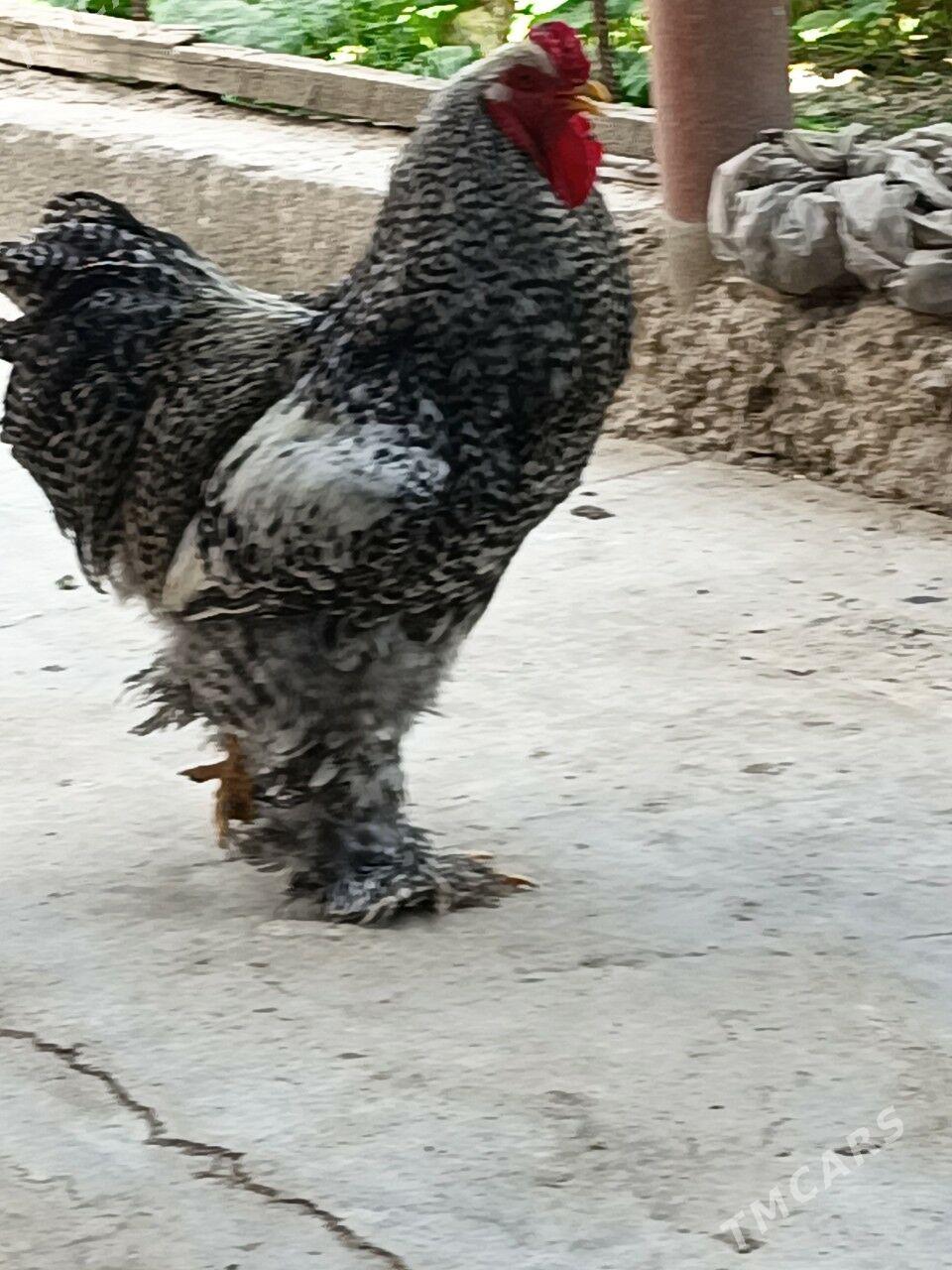 brama arasa - Dänew - img 2