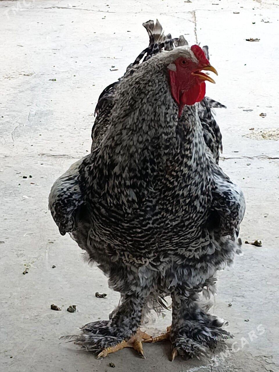 brama arasa - Dänew - img 3