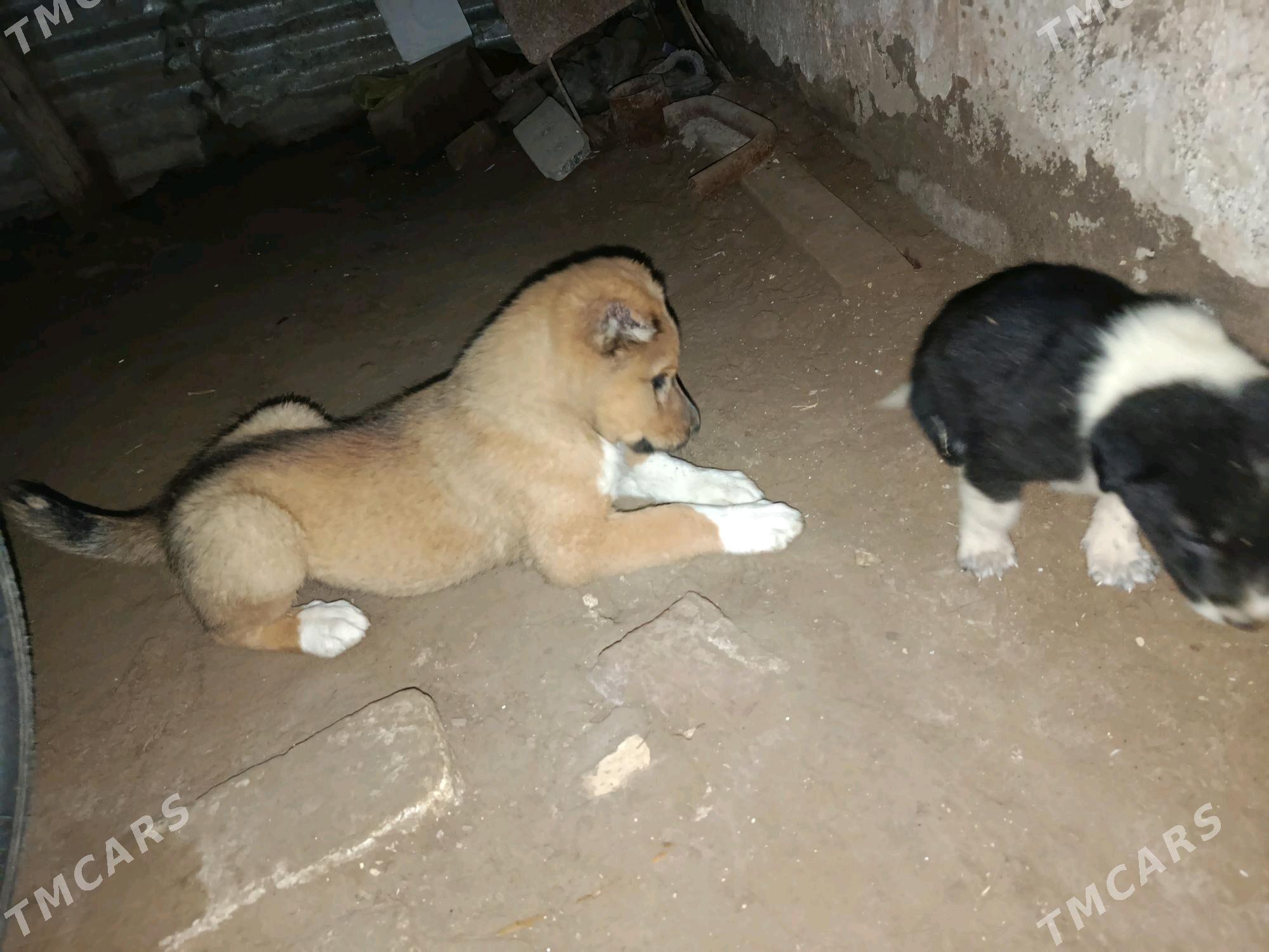 it - Чарджоу - img 3