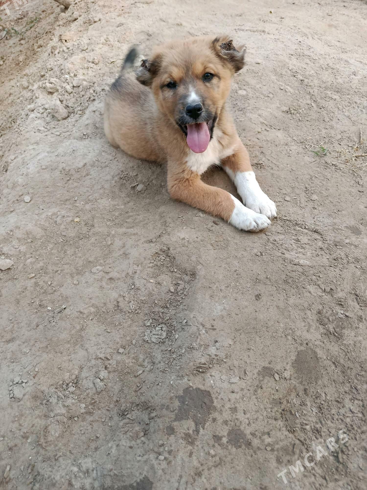 it - Чарджоу - img 1