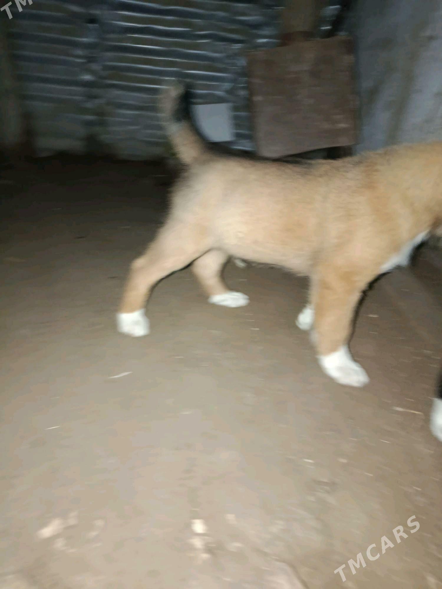 it - Чарджоу - img 4