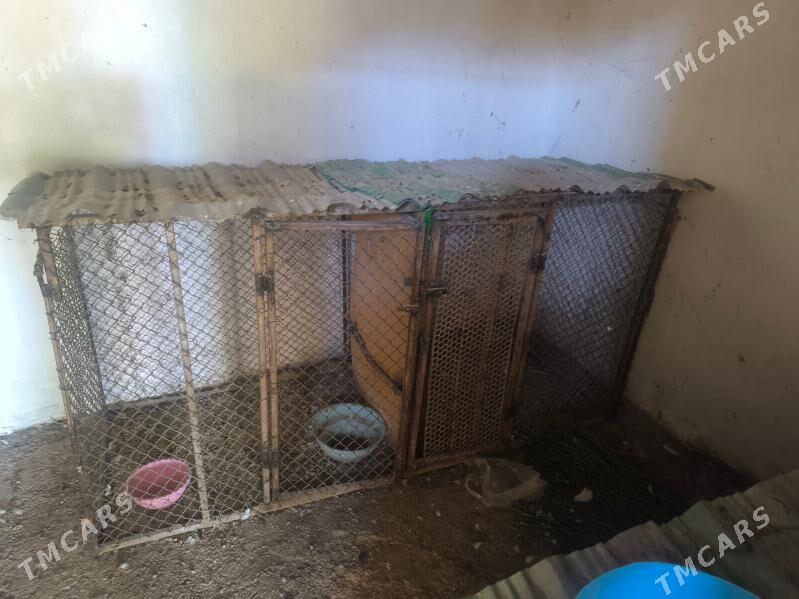 ketek - Kaka - img 2