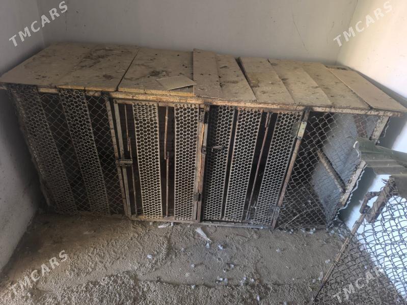 ketek - Кака - img 1