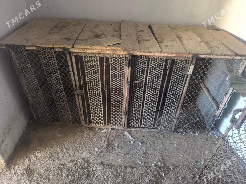 ketek - Kaka - img 3