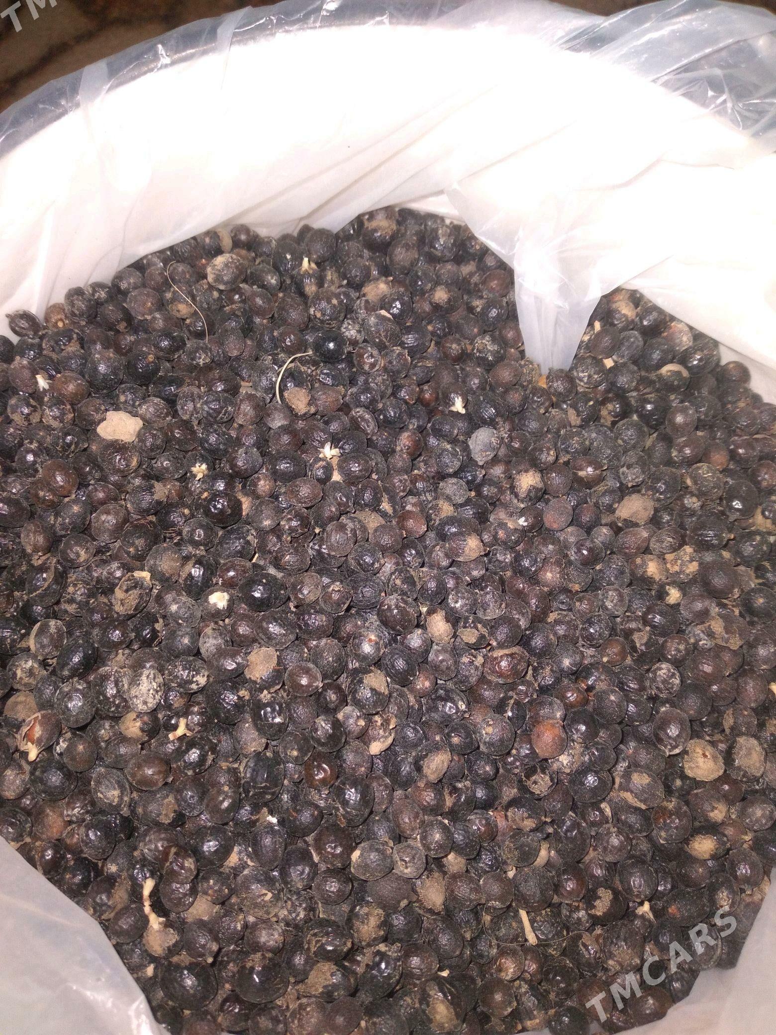 palma tohumy - Etrek - img 2