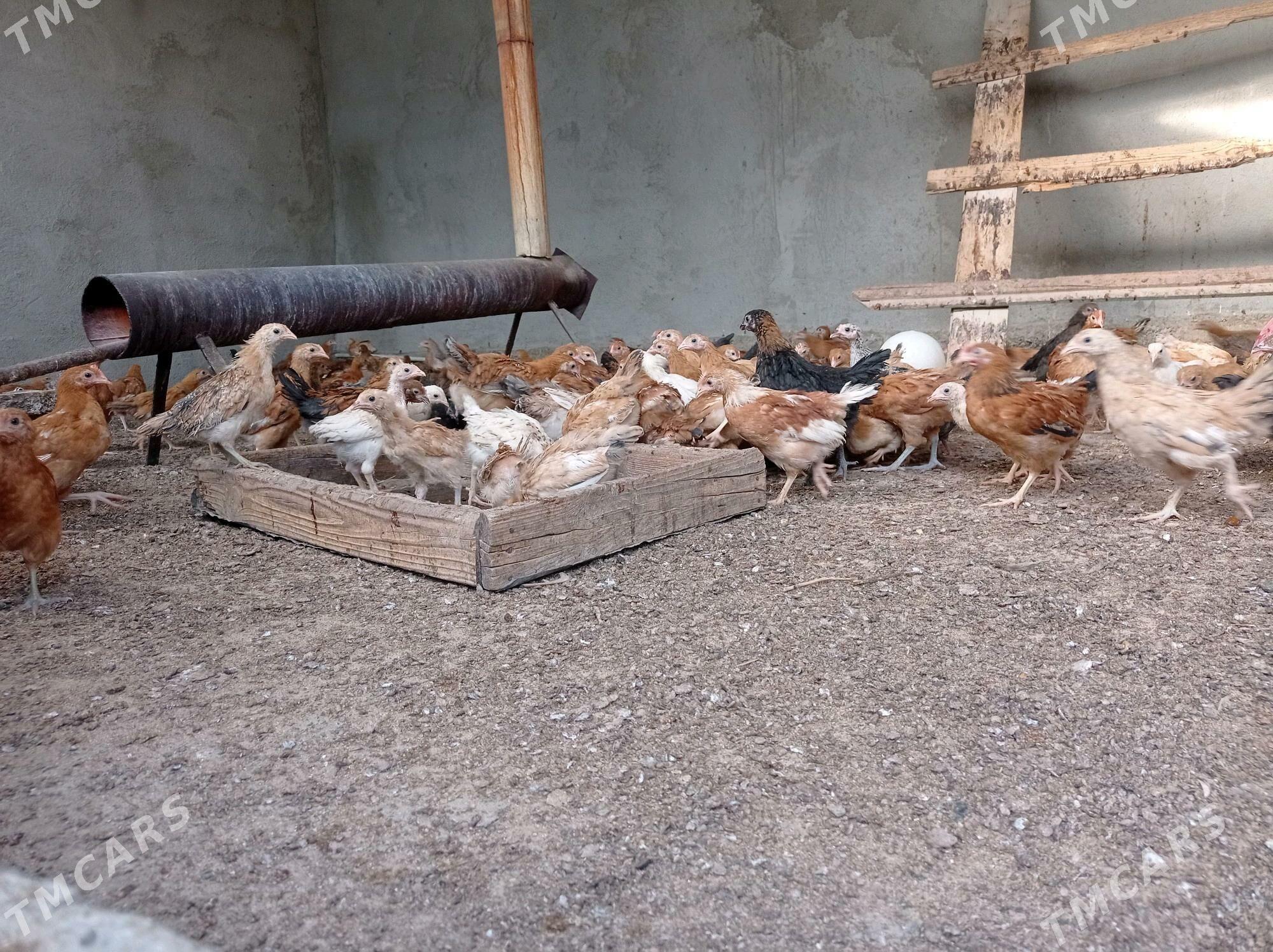 Jüýje elin - Büzmeýin - img 1