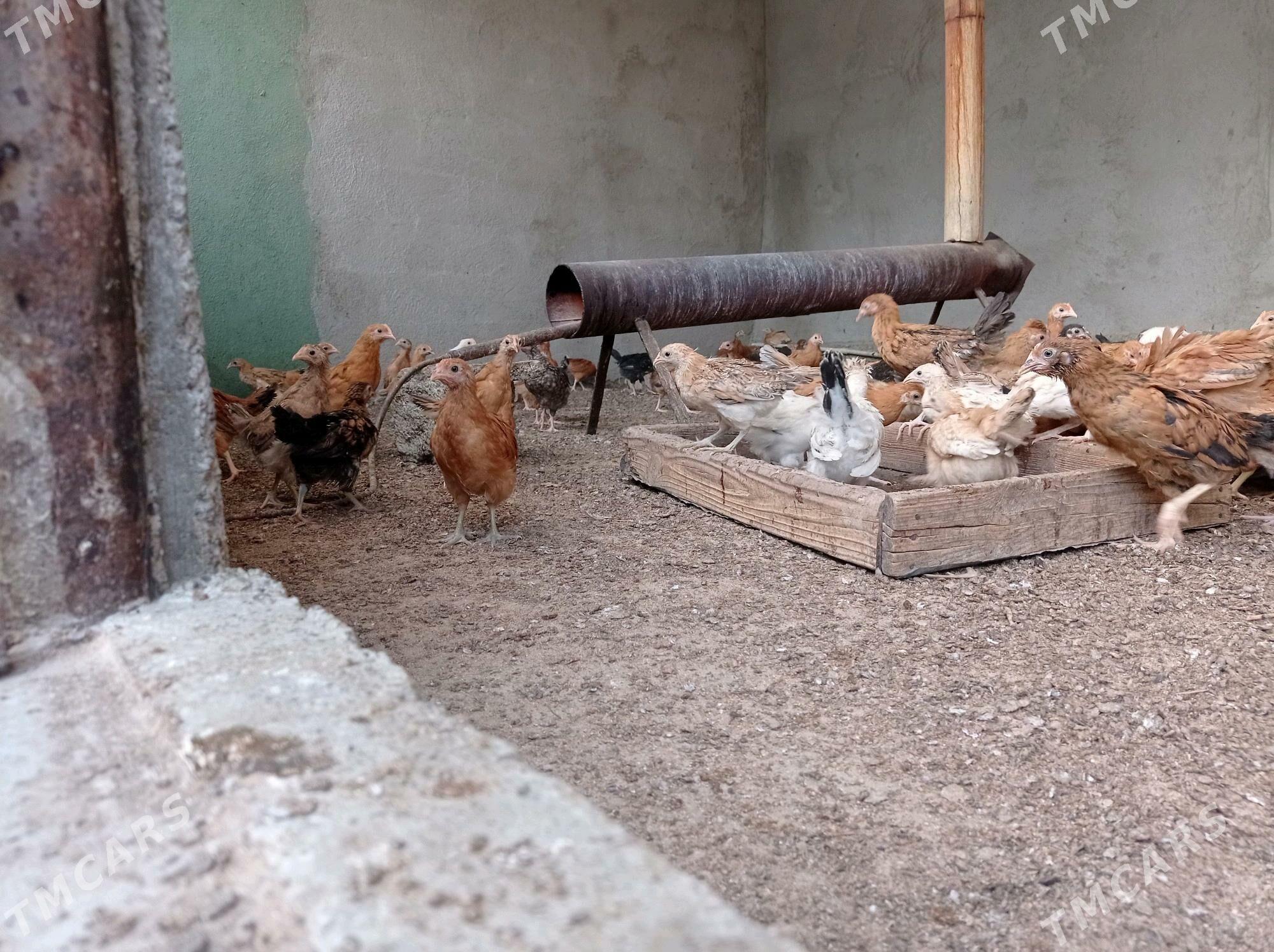 Jüýje elin - Büzmeýin - img 2