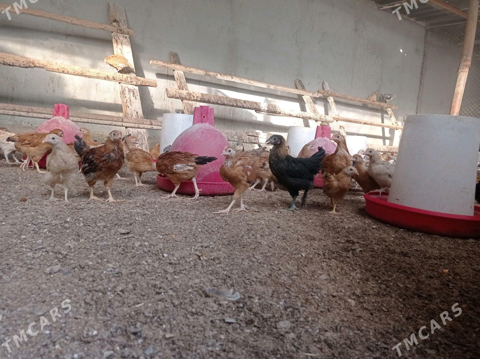 Jüýje elin - Büzmeýin - img 3