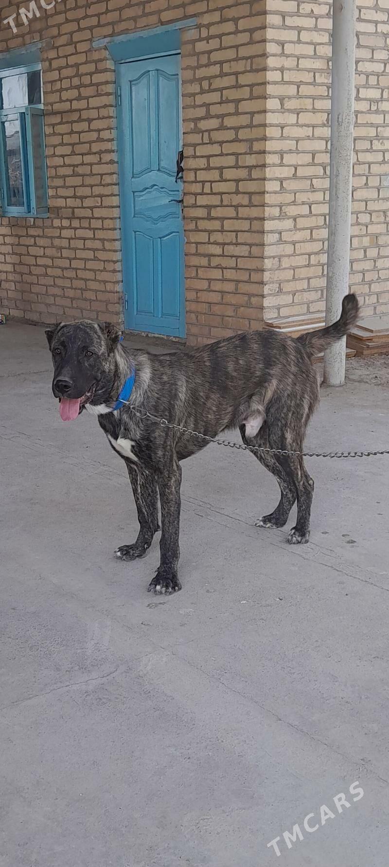 Goňyr - Murgap - img 2