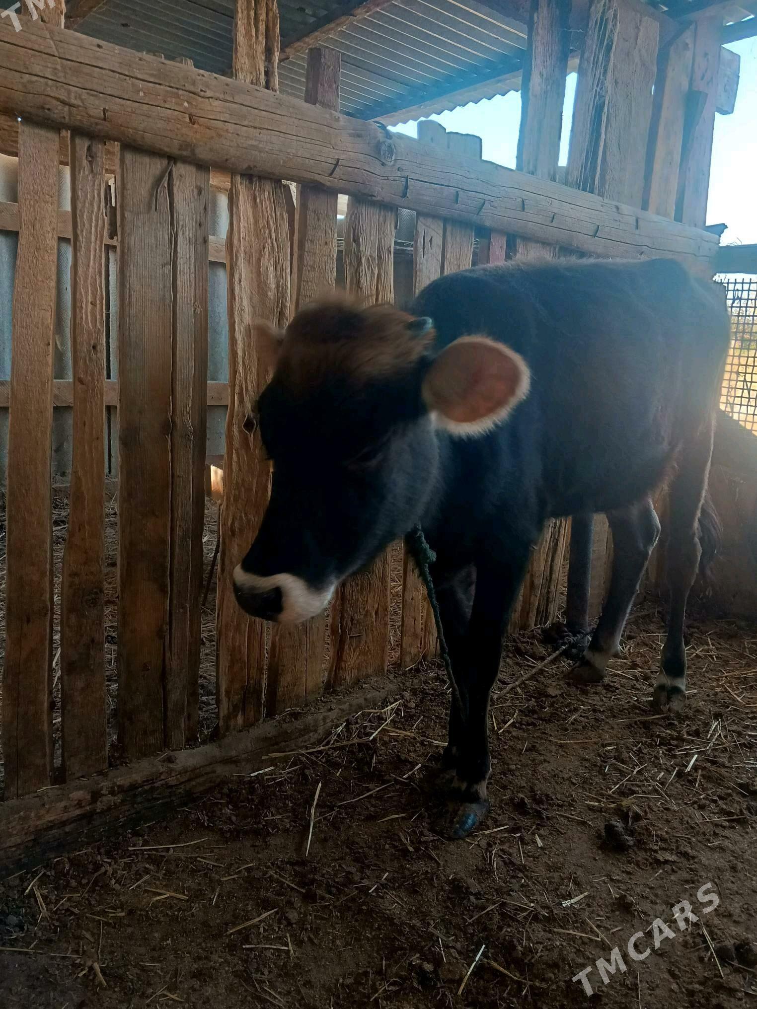 Gole - Gökdepe - img 1