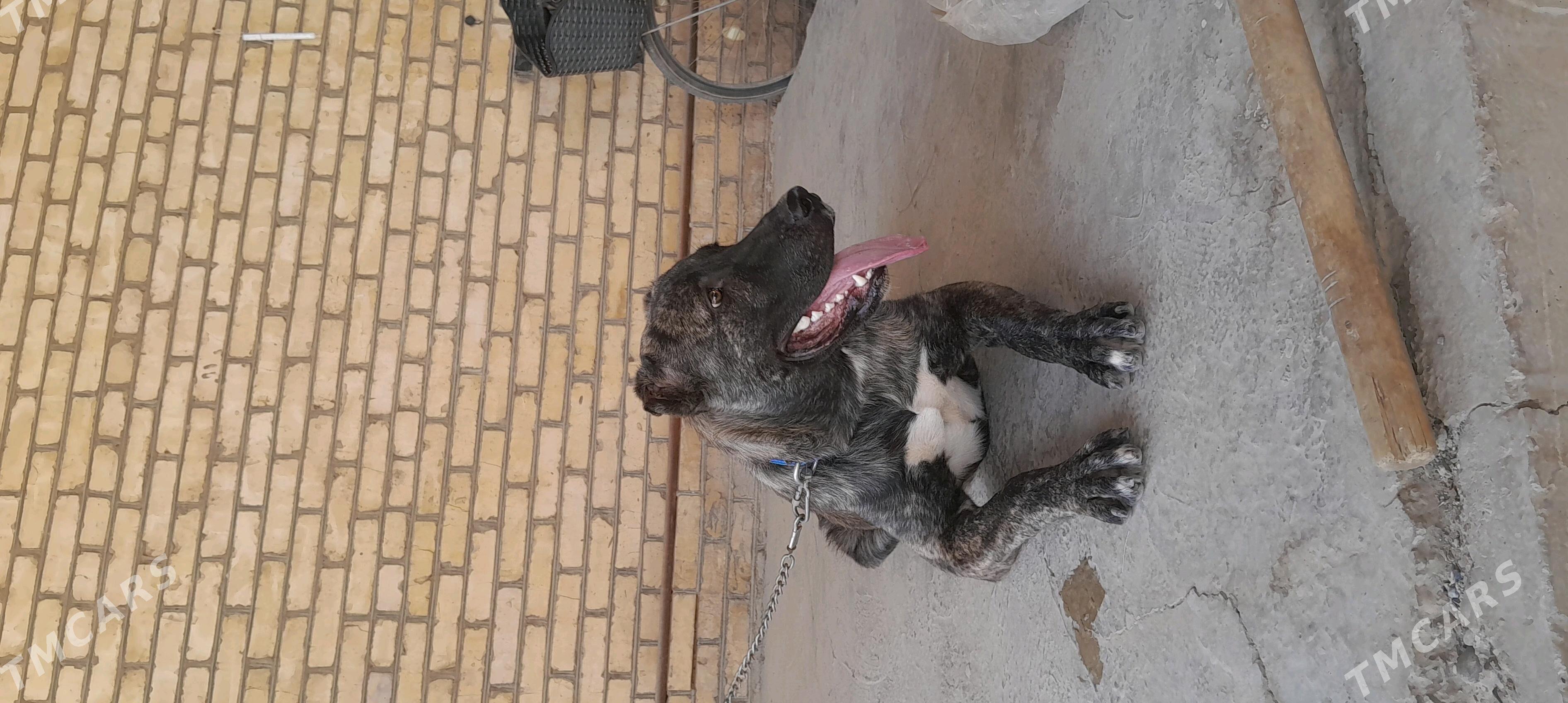 Goňyr - Murgap - img 3