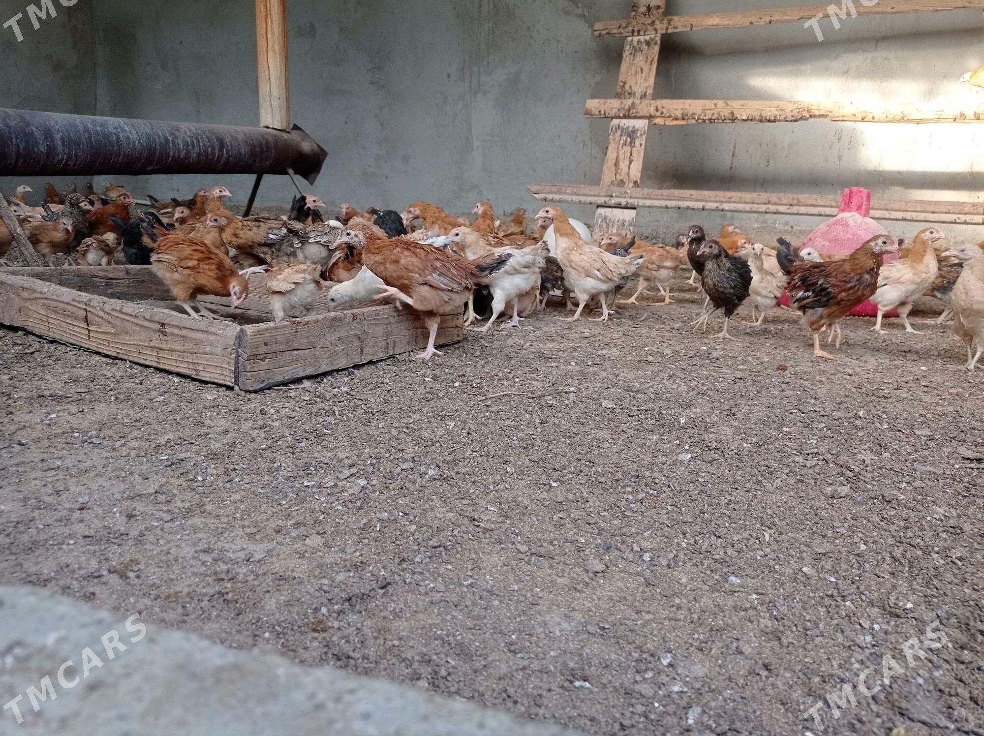 Jüýje elin - Büzmeýin - img 4