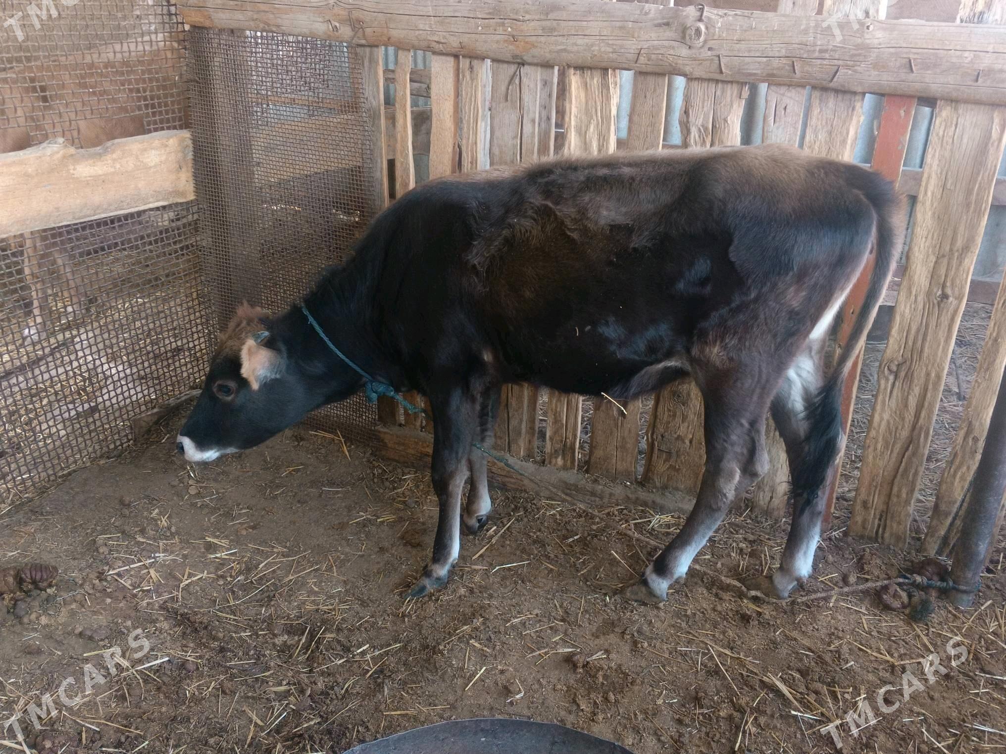 Gole - Gökdepe - img 4