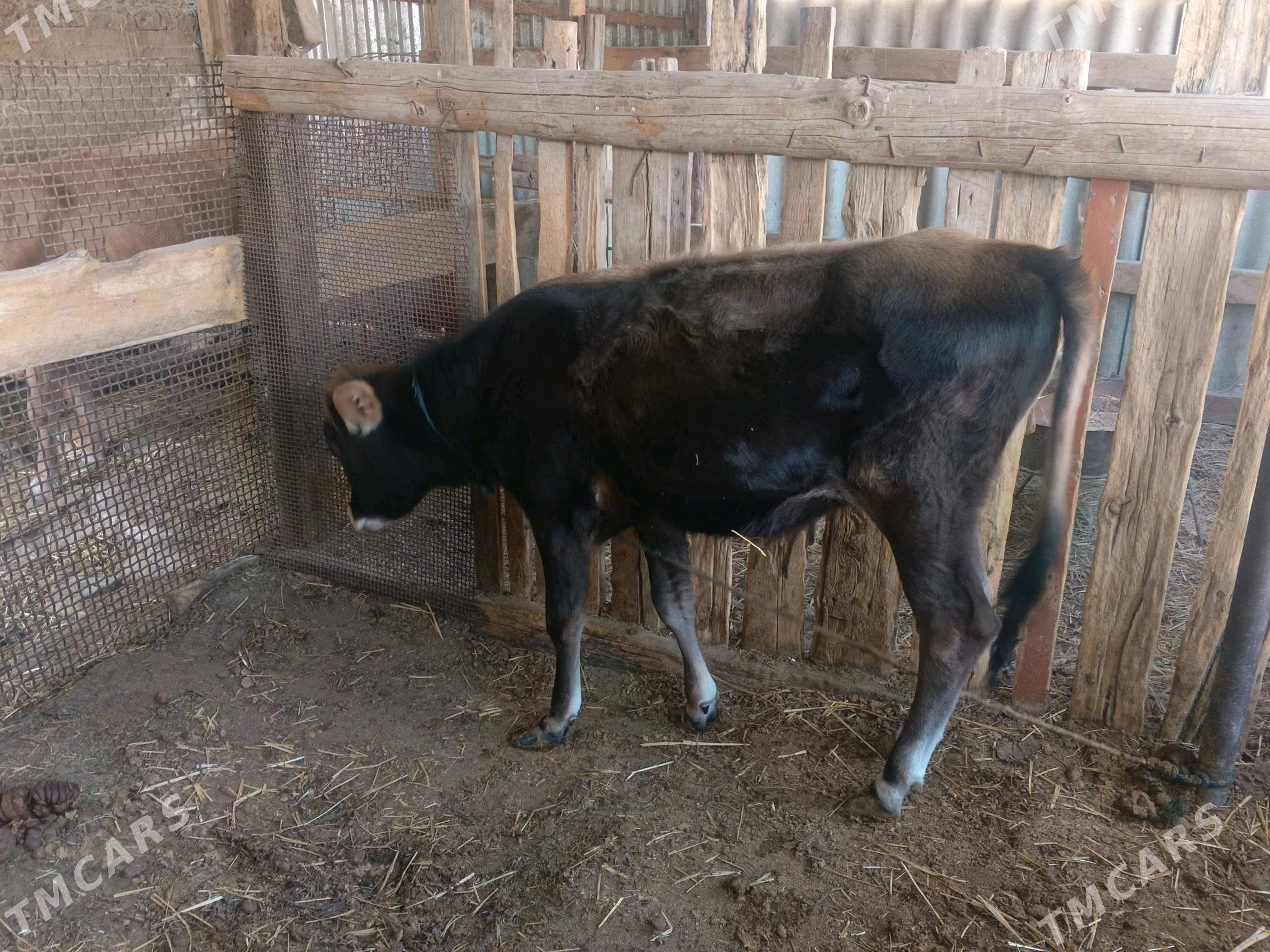 Gole - Gökdepe - img 3