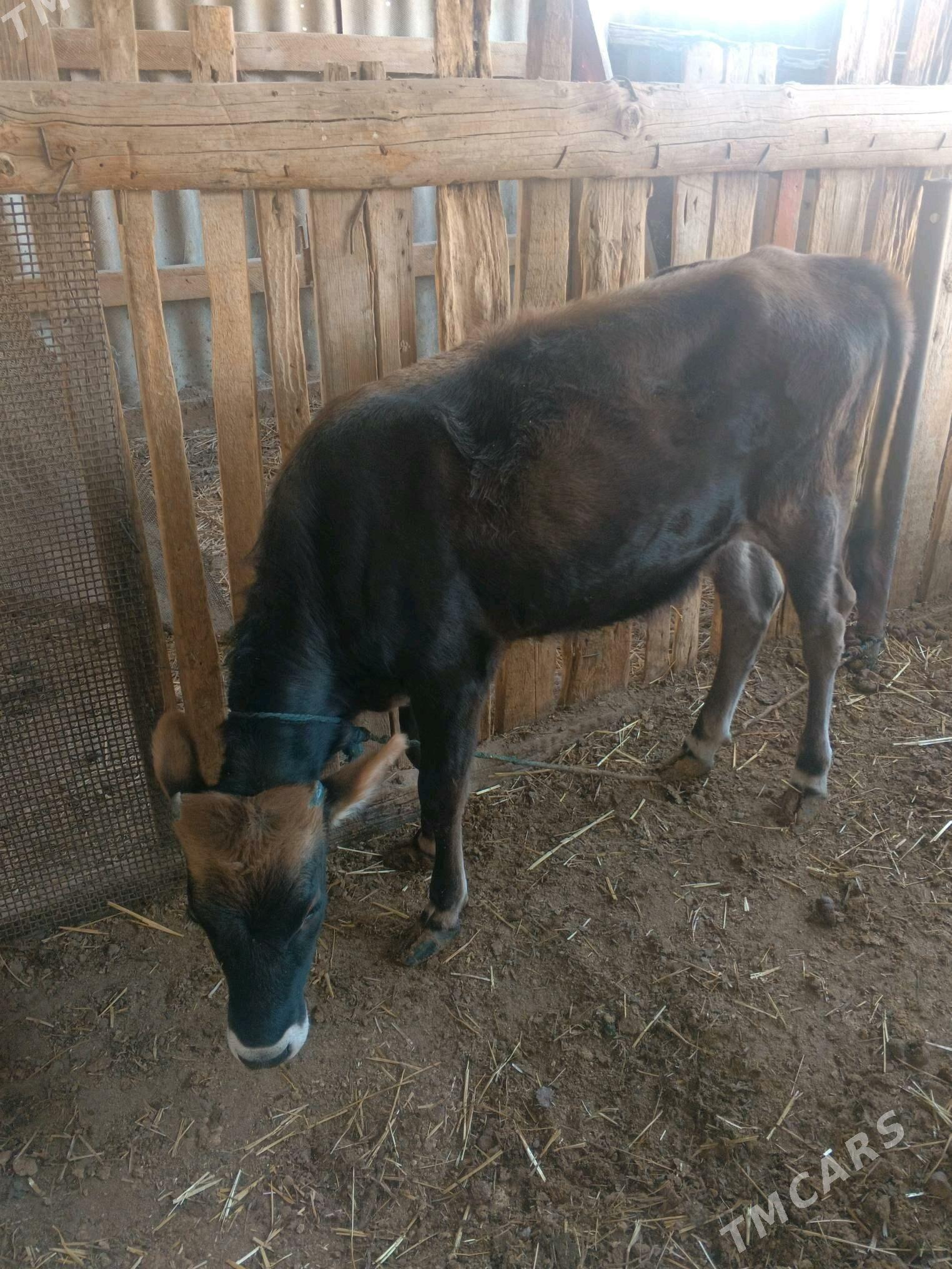 Gole - Gökdepe - img 2