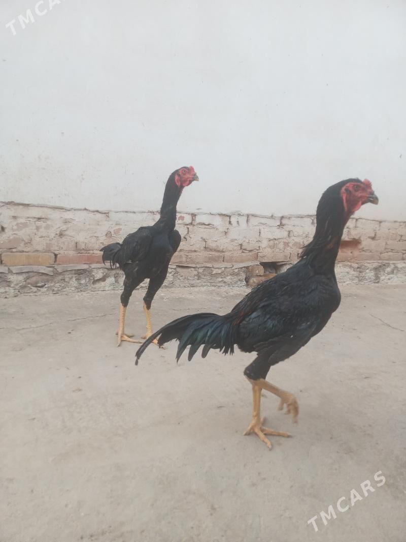 horaz - Şabat etr. - img 1