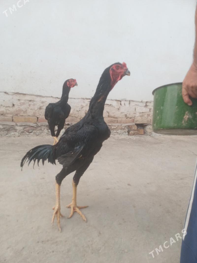 horaz - Шабатский этрап - img 4