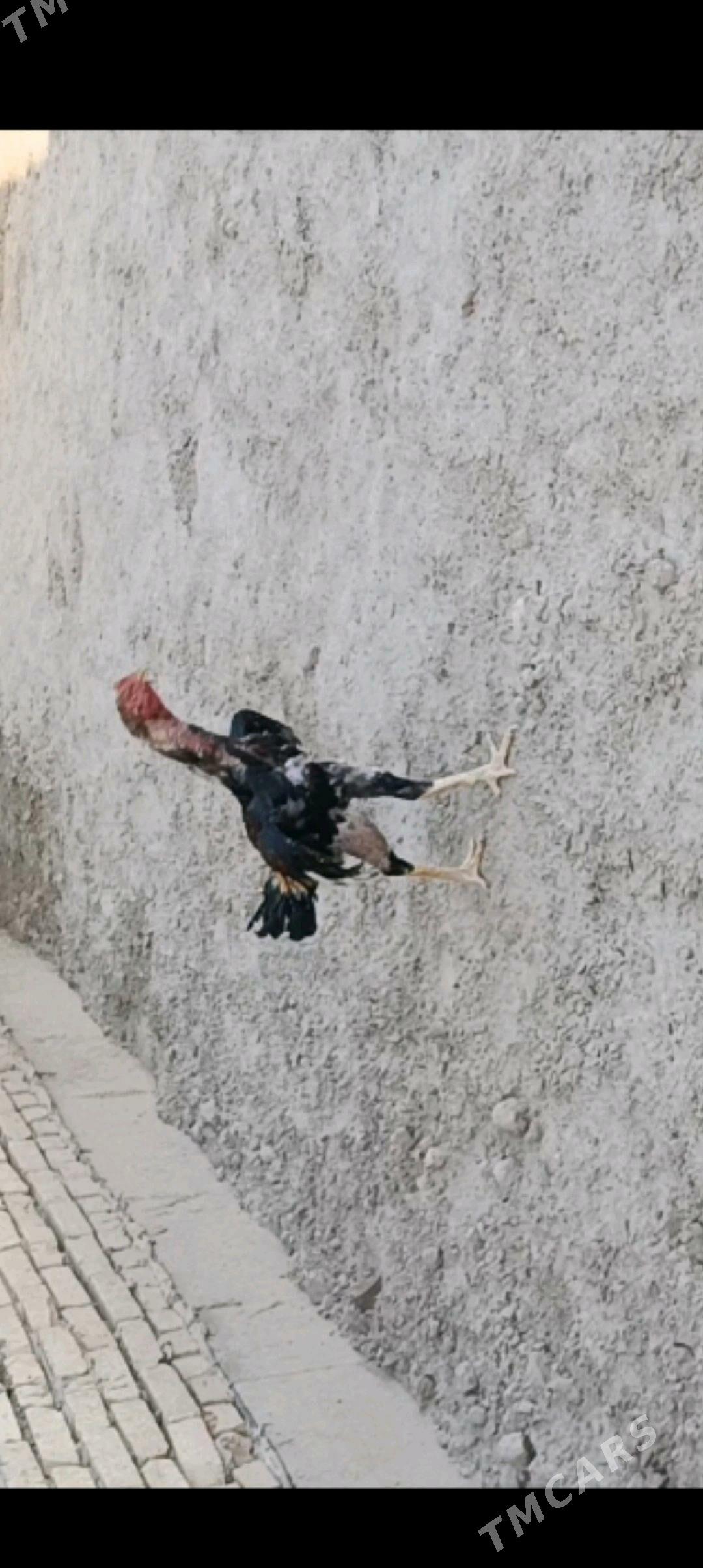 хораз - Türkmenabat - img 1