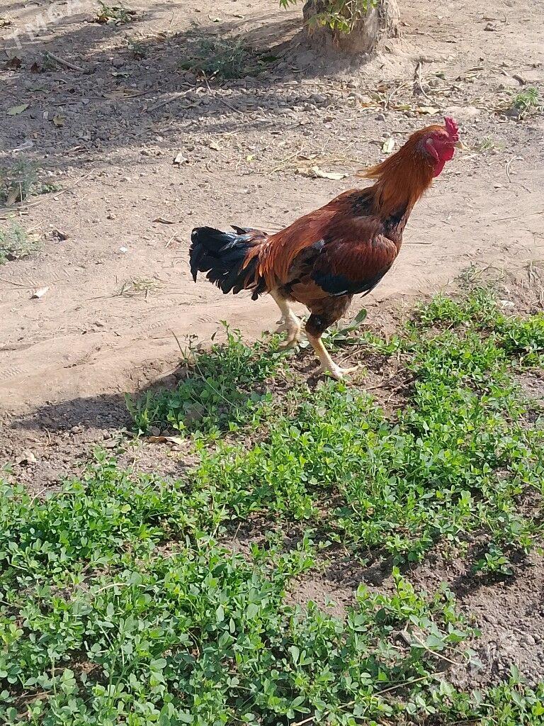 horaz - Baýramaly - img 5